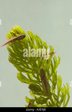 Kaulquappen Rana Temporaria Grasfrosch 9 Tage alt 1 X 35mm grün Hintergrund Stockfoto