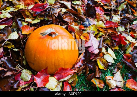 Kürbis im Herbst Blätter sitzen Stockfoto