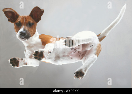 junge Jack Russell Terrier - stehend Stockfoto