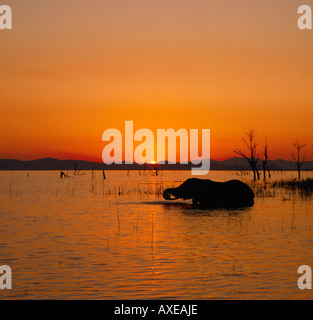 Einsamer Elefant zu Fuß ins tiefe Wasser lange Gras bei Sonnenuntergang in Lake Kariba Bumi Hills West Mashonaland Simbabwe zu essen Stockfoto