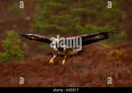 Steinadler Aquila Chrysaetos im Flug mit Flügel ausgestreckt Schottland Februar gefangen Stockfoto