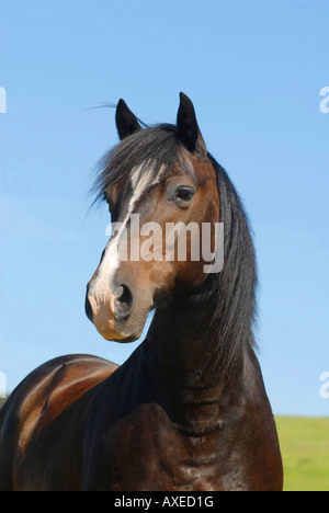 Welsh Pony - Porträt Stockfoto