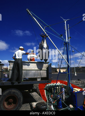 dh Arrecife Hafen Tuna Angeln ARRECIFE LANZAROTE Entladen Fang Scombidae Fisch Fischerei Tiefseehafen spanischer atlantik großer Trawler Stockfoto