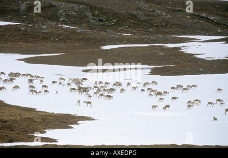 Rentiere auf Schneefeld / Rangifer Tarandus Stockfoto