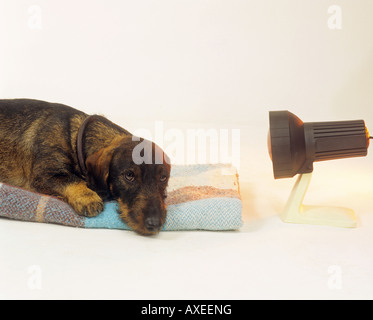 Rauhaar Dackel mit Infrarotlampe Stockfoto