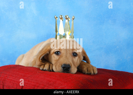 Labrador Retriever-Welpe mit Krone - liegend auf Kissen Stockfoto