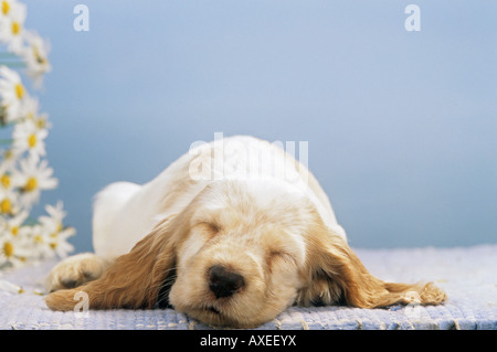 Cocker Spaniel Welpen - schlafen Stockfoto