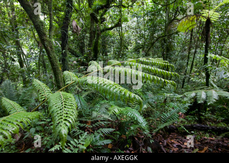 Africa Uganda Bwindi undurchdringlichen Nationalpark üppiger Vegetation im tropischen Regenwald in Bwindi Impenetrable Forest Stockfoto