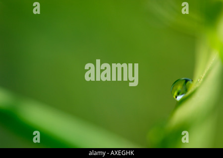 Wassertropfen auf Schilf (Phragmites Australis), Nahaufnahme Stockfoto