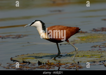 Afrikanische Jacana Actophilornis Africanus Botswana Okavango-Fluss Stockfoto