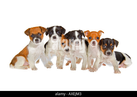 Gruppe von sechs schwarz braun weiß sieben Wochen alten Jack Russell Terrier Welpen auf weißem Hintergrund sitzen gerichtete Kamera. JMH1957 Stockfoto