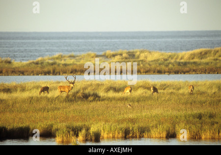 Rothirsche und Rehe auf der Wiese / Cervus Elaphus Stockfoto