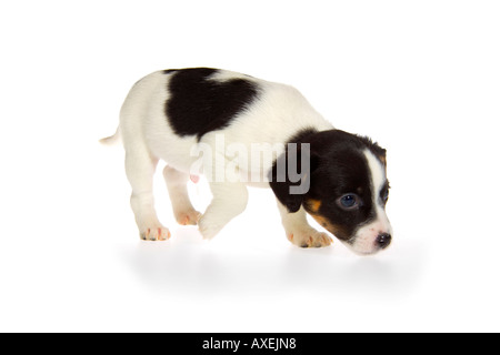 Schwarz / weiß sieben Wochen alten Jack Russell Terrier Welpe auf weißem Hintergrund stehen Verkleidung rechts und Schnupfen. JMH1966 Stockfoto