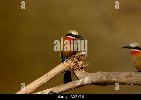 White-fronted Biene-Esser Merops Bullockoides mit Libelle Botswana Okavango-Fluss Stockfoto
