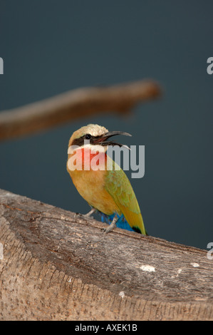 White-fronted Biene-Esser Merops Bullockoides Botswana Okavango-Fluss Stockfoto