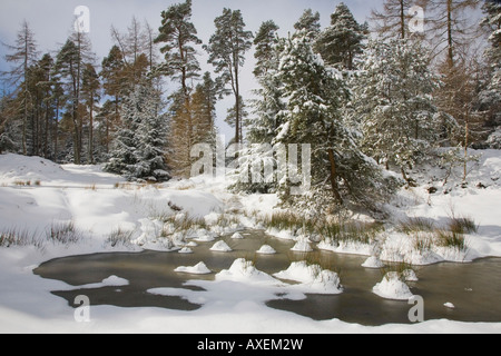 Eine schottische ländliche Winter schneebedeckte Landschaft; Nadelwald, Bäume und Schneefeld, Cairngorms National Park Scotland UK Stockfoto