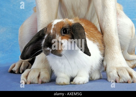 tierische Freundschaft: hängeohrigen Zwerg Kaninchen zwischen den Pfoten eines Labrador Retrievers Stockfoto