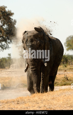 Afrikanischer Elefant Loxodonta Africana mit Staub Bad Botswana Stockfoto