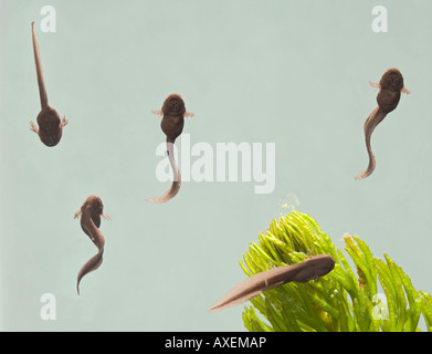 Kaulquappen Rana Temporaria Grasfrosch 9 Tage alt 1 X 35mm grün Hintergrund Stockfoto