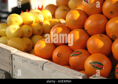 Obst Stockfoto