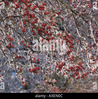 Weißdorn Rosa moschata Beeren & Schmelzen Frost Stockfoto