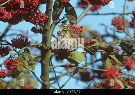 Rotdrossel Turdus Iliacus Essen Beeren Stockfoto