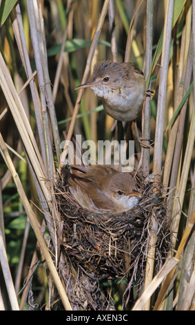 Reed Warbler Acrocephalus Scirpaceus paar Stockfoto