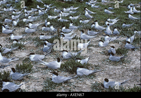 Sandwich Seeschwalben Sterna Sandvicensis Kolonie Stockfoto