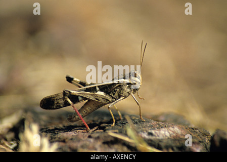 Wiese Heuschrecke, Melanoplus SP. Pawangad, Kolhapur, Maharashtra Indien Stockfoto