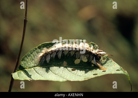 Caterpillar Moth SP. Citheronia Regalis (Fabricius). Rangana Fort, Gargoti, Maharashtra, Indien Stockfoto