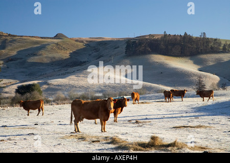 Braune Kühe und Frost in der Nähe von Palmerston North Otago Neuseeland Südinsel Stockfoto