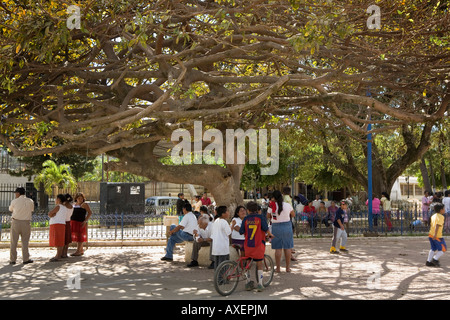 Großer Baum im Dorf square Concepcion de Ataco El Salvador Stockfoto