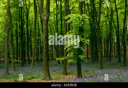 Glockenblumen in Micheldever Wood, in der Nähe von Winchester, Hampshire, England, UK Stockfoto