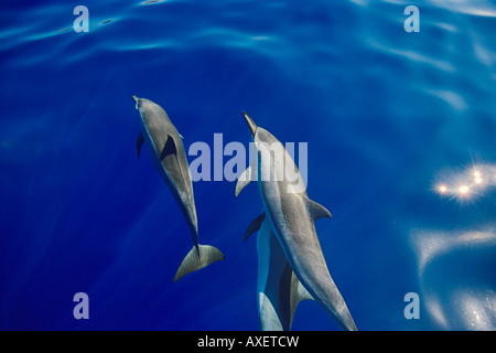 lange snouted Spinner Delfinen Bogen Reiten Stenella Longirostris Kona Big Island Hawaii Pacific Ocean Stockfoto