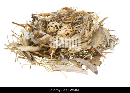 Zwei Wachteleier im Nest isoliert auf weiss Stockfoto