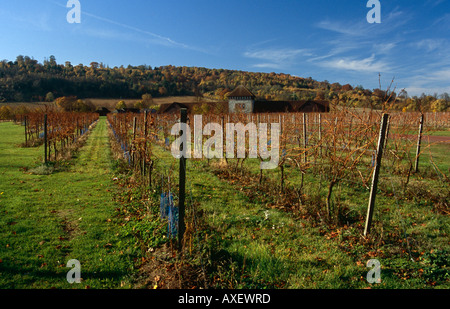 Denbies Wine Estate, größte Weingut des Landes, in der Nähe von Dorking, Surrey, England, UK Stockfoto