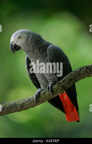 Graupapagei Stockfoto