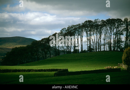 Landschaft mit Hirten und Herde von Schafen, in der Nähe von Hawes, Wensleydale, Yorkshire Dales National Park, North Yorkshire, England, UK Stockfoto