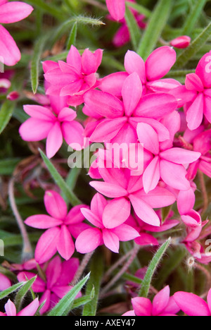 Rhodohypoxis baurii var Allbrighton, auch bekannt als Rosy Posy oder Roter Stern Stockfoto