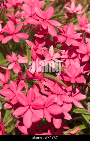 Rhodohypoxis baurii var Allbrighton, auch bekannt als Rosy Posy oder Roter Stern Stockfoto