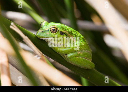 Einen hellen grünen Motorrad-Frosch (Litoria Moorei) auf ein Rohr am See Senn, Perth, Western Australia Stockfoto