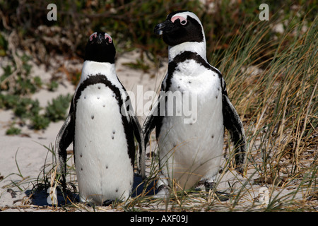 Afrikanische Pinguin Spheniscus Demersus in der Nähe von Boulders Strand auf die False Bay Kapstadt westlichen Kapprovinz in Südafrika Stockfoto