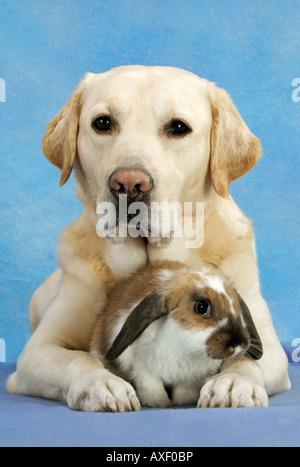 tierische Freundschaft: Labrador Retriever und hängeohrigen Zwerg Kaninchen Stockfoto