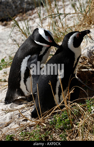 Afrikanische Pinguin Spheniscus Demersus in der Nähe von Boulders Strand auf die False Bay Kapstadt westlichen Kapprovinz in Südafrika Stockfoto