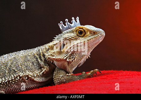 Zentralen Bearded Dragon mit Krone Stockfoto