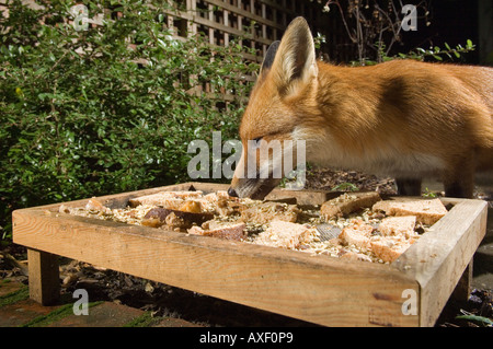 Ein urban Fuchs Vulpes Vulpes nimmt Essen aus einem Garten Vogelhäuschen bei Nacht, Bristol, UK, Europe. Stockfoto