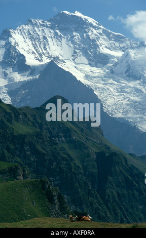 Die Jungfrau und das Lauberhorn von männlichen über Wengen, Berner Oberland, Schweizer Alpen, Schweiz Stockfoto