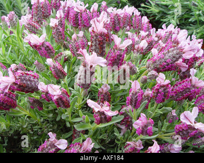 Lavandula Stoechas Papillon Butterfly Stockfoto