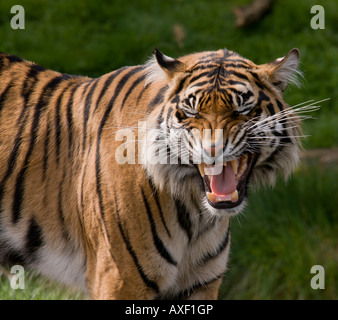 Sumatra-Tiger, Knurren Stockfoto