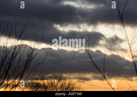 Herde von gemeinsamen Stare fliegen zurück nach Burg bei Sonnenuntergang {Sturnus Vulgaris} Westhay NNR, Somerset, Großbritannien Stockfoto